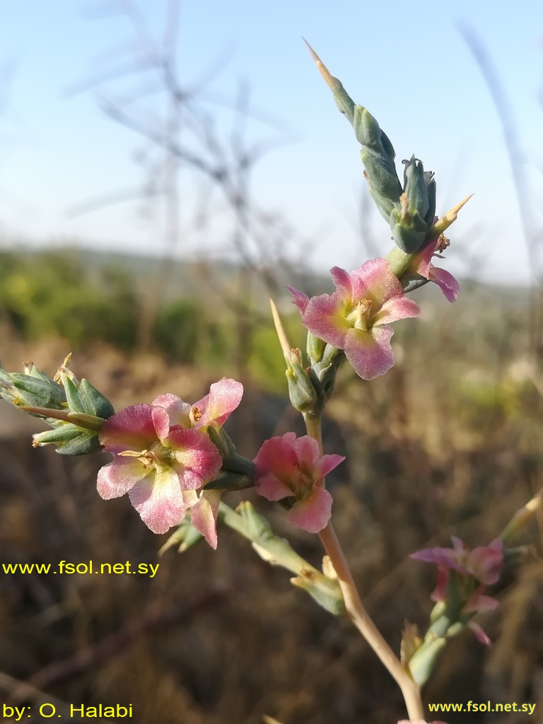 Noaea mucronata (Forsk) Asch.et Schw.