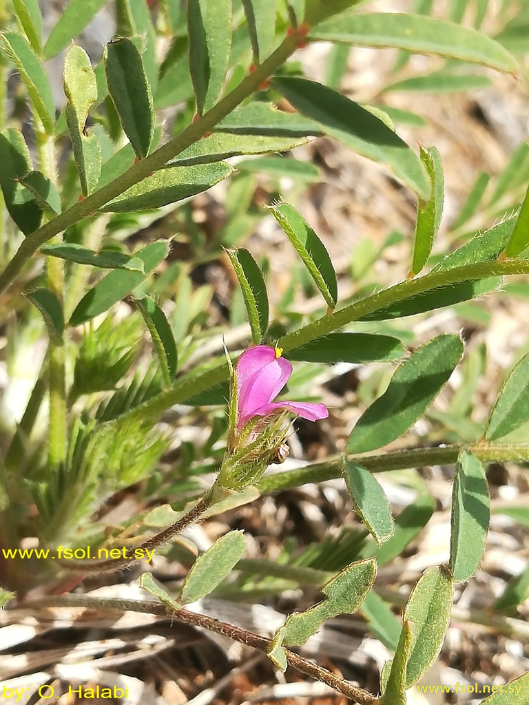 Onobrychis caput-galli (L.) Lam.