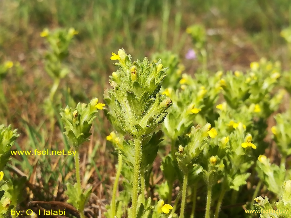 Parentucellia flaviflora (Boiss) Nevski