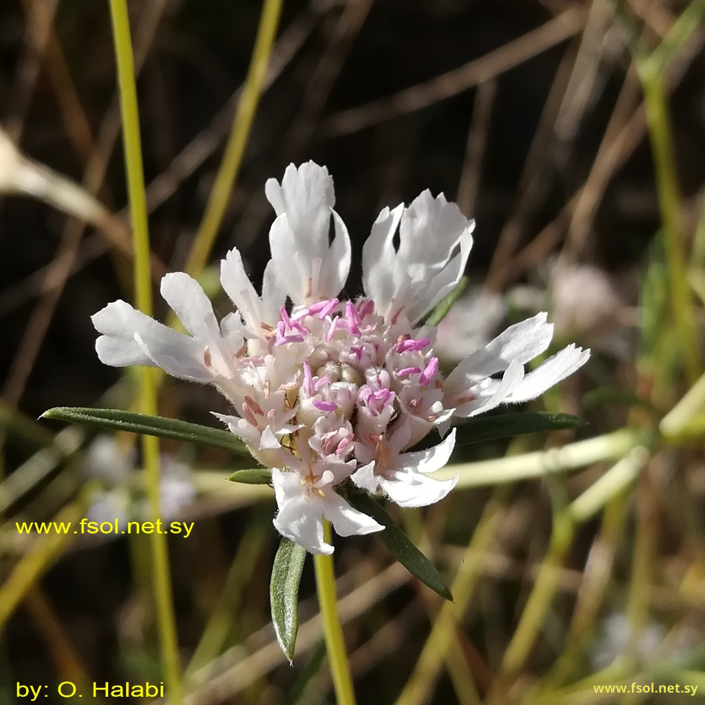 Scabiosa argentea L.