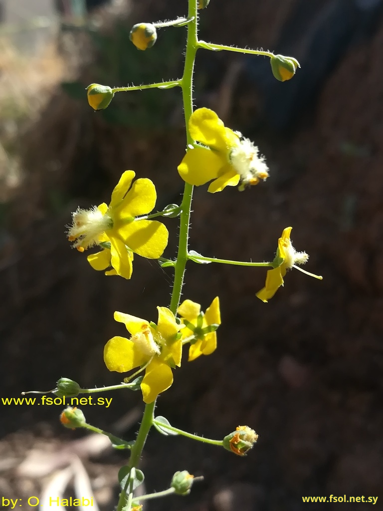 Verbascum agrimoniifolium (C. Koch) Hub.-Mor.