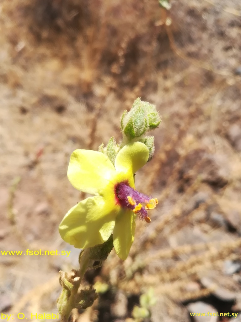 Verbascum damascenum Boiss.