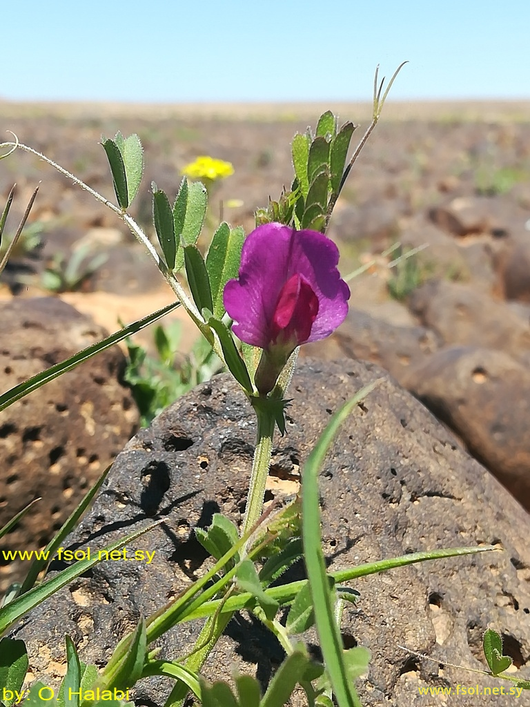 Vicia sativa L.