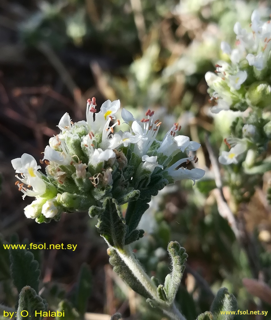 Teucrium capitatum L.