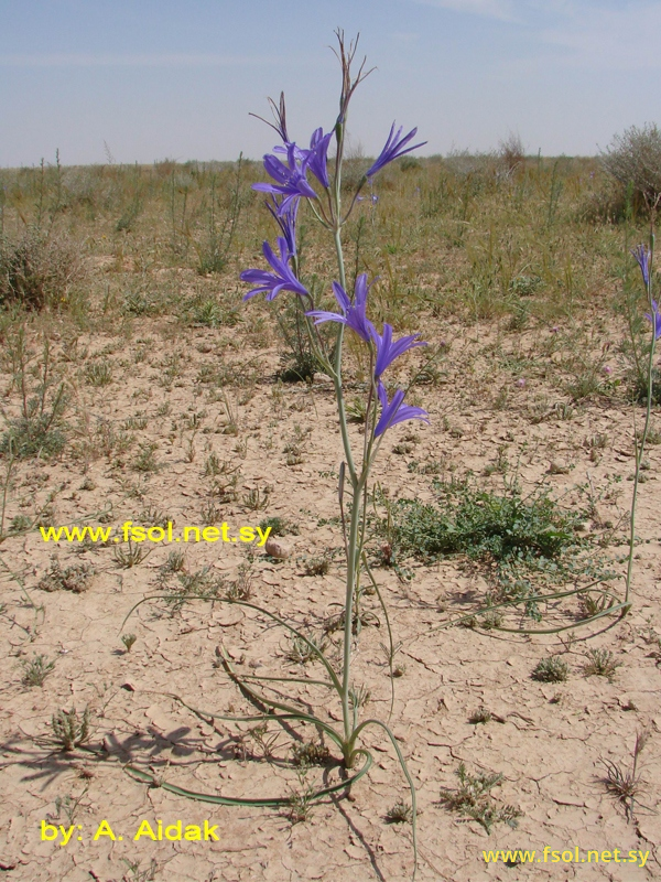 Ixiolirion tataricum (Pall.) Herb.