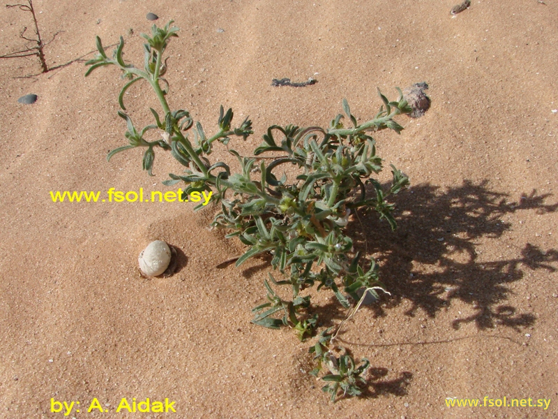 Lappula sessiliflora (Boiss.) Gurke.