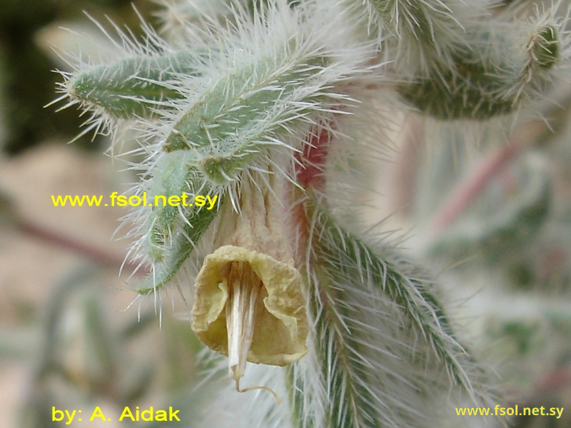 Onosma mollis DC.
