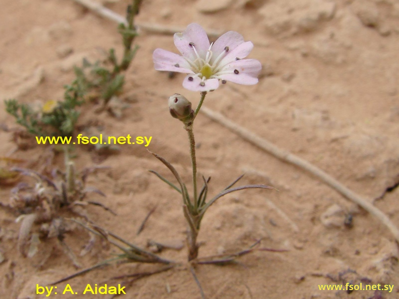 Gypsophila arabica Barkoudah.
