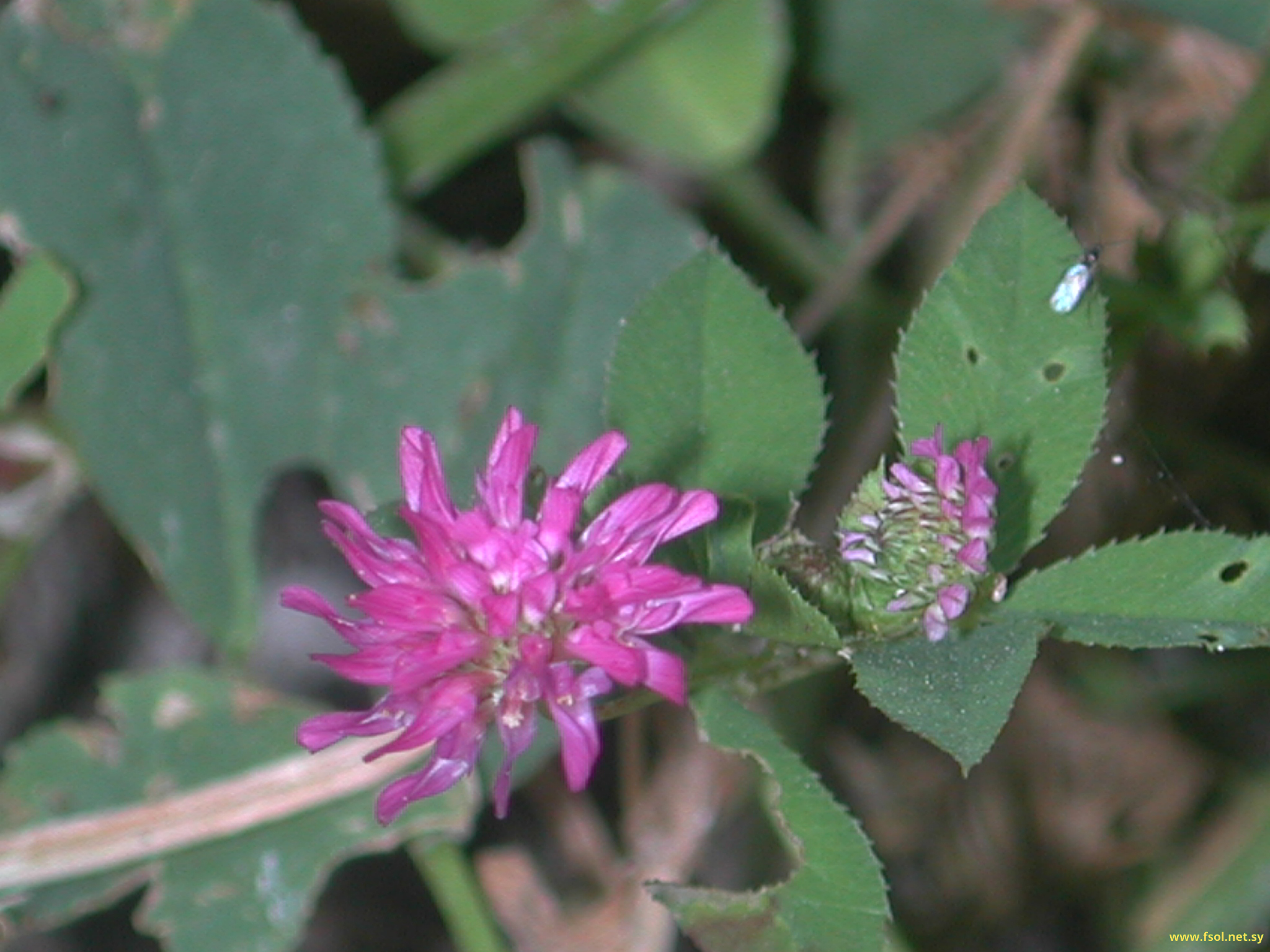 Trifolium clusii Gren et Godr.