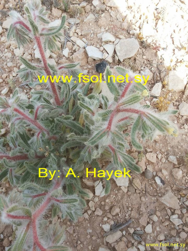 Onosma aleppica Boiss.