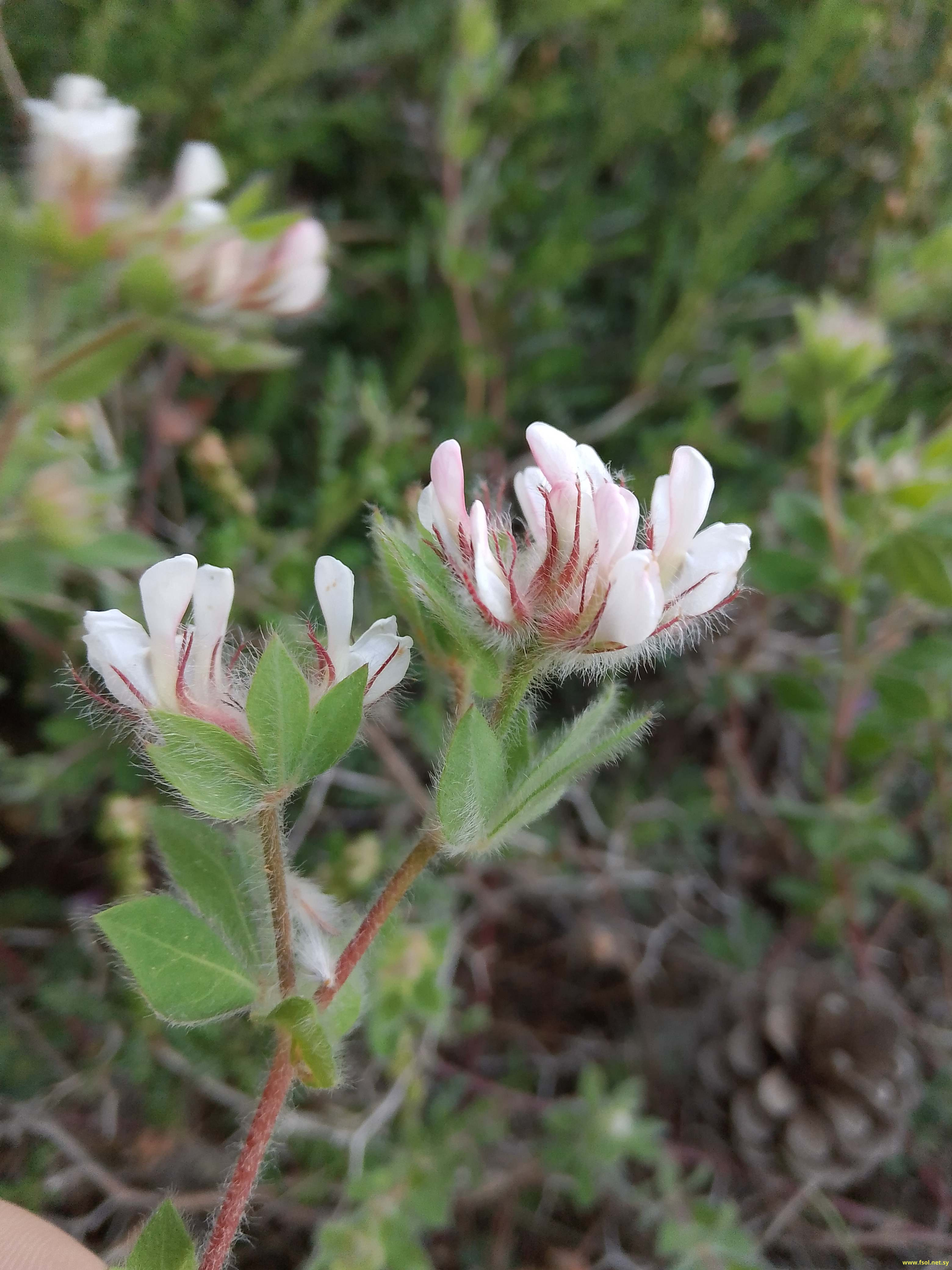 Dorycnium hirsutum (L.) Ser.