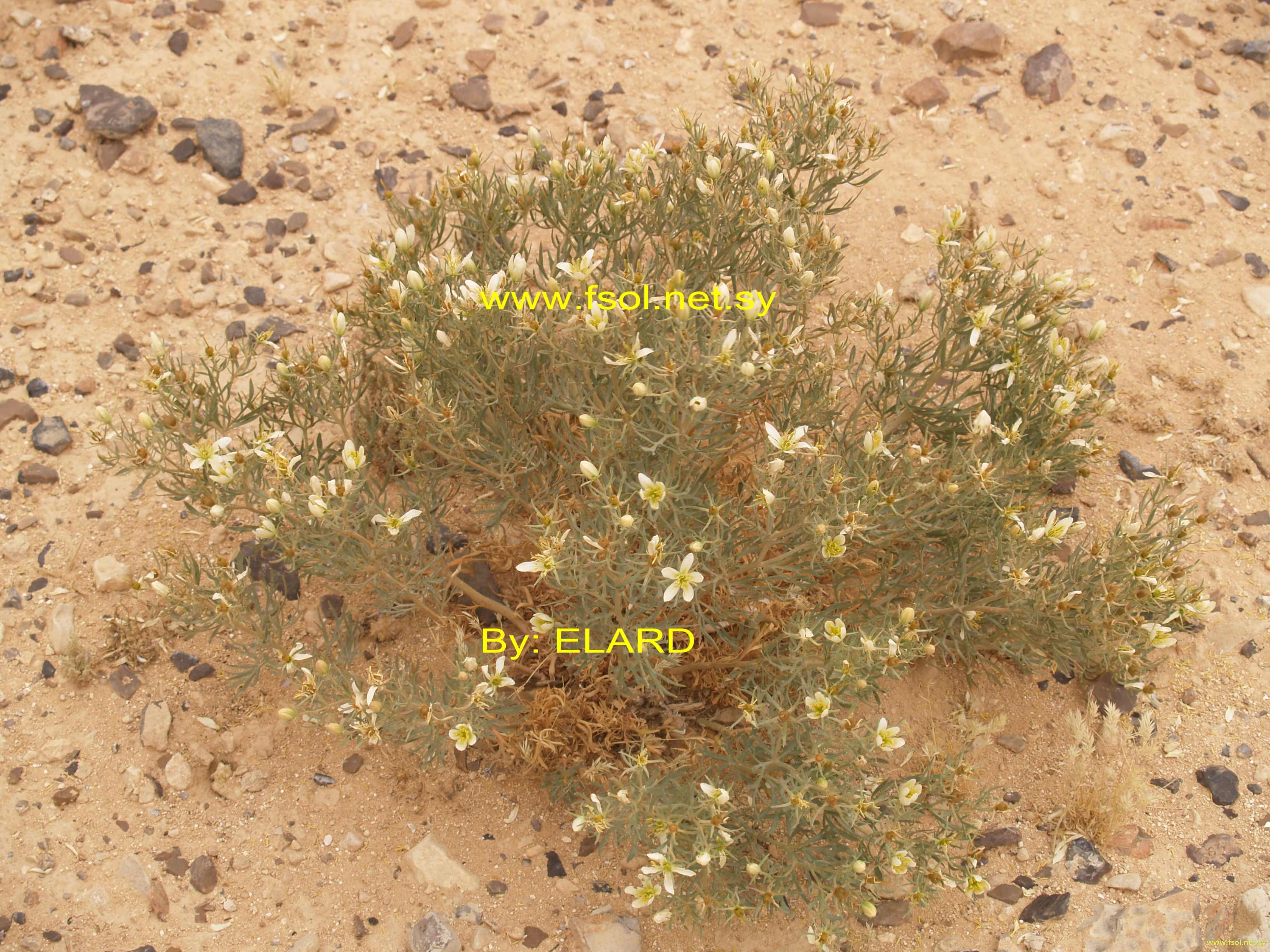 Peganum harmala L.