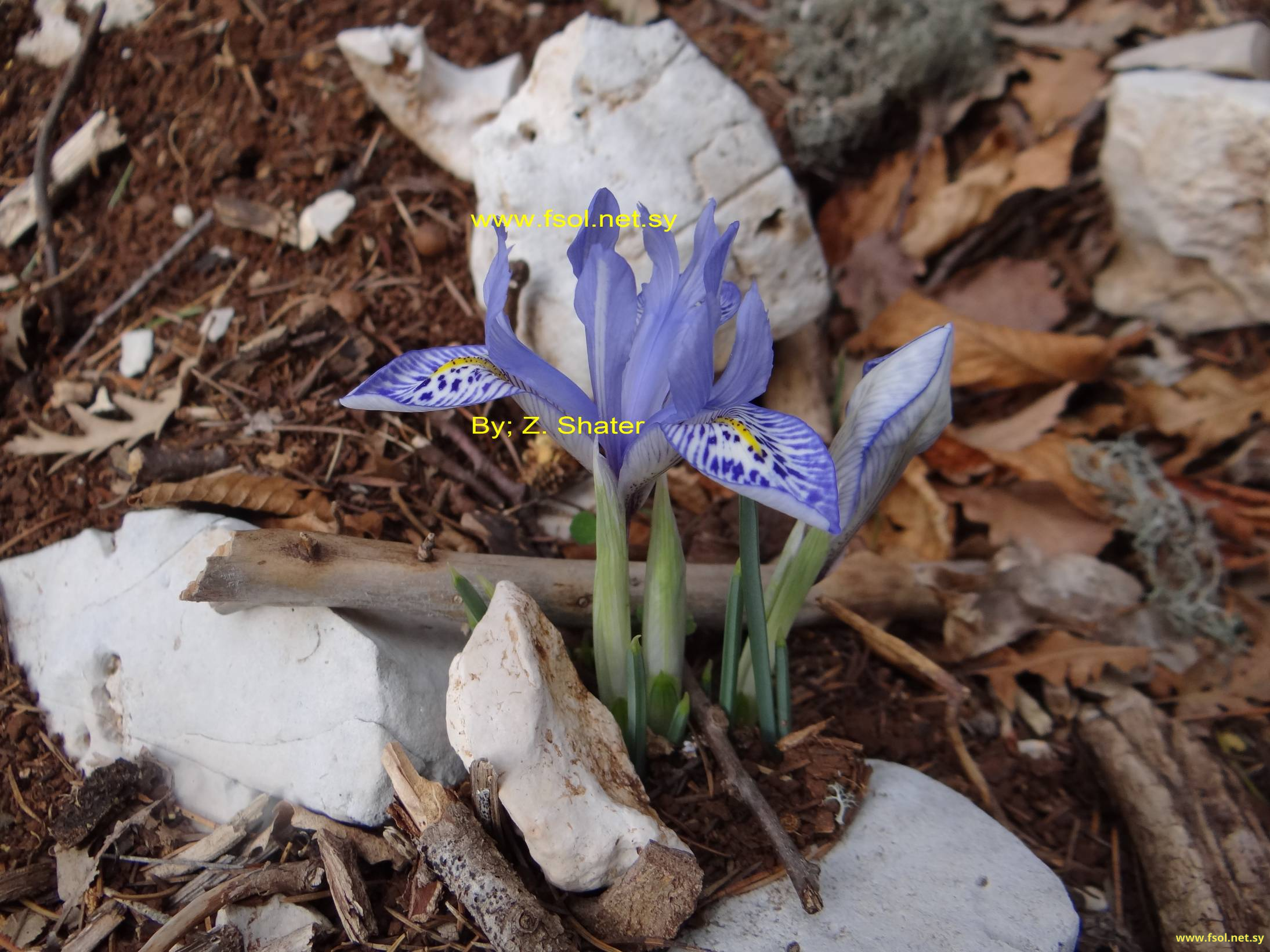 Iris histrio Reichb.