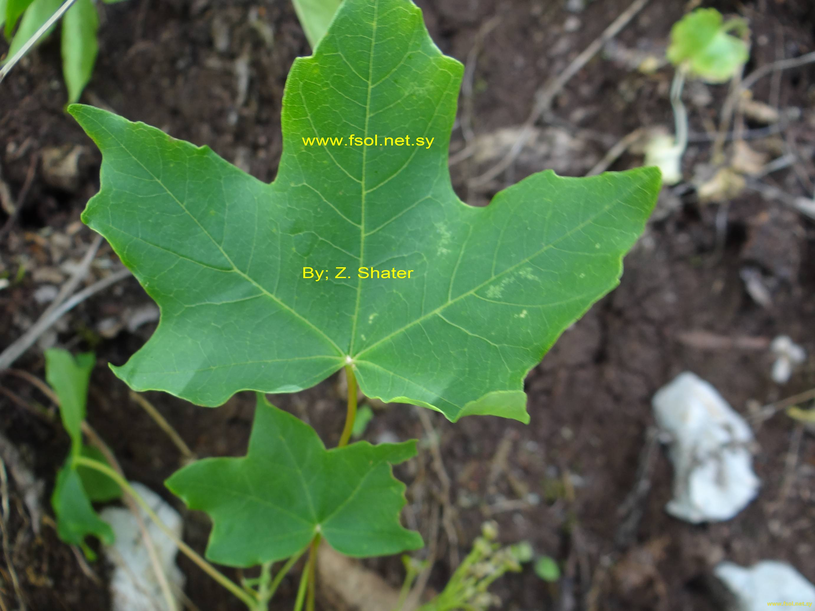 Acer hyrcanum Fisch. & Mey