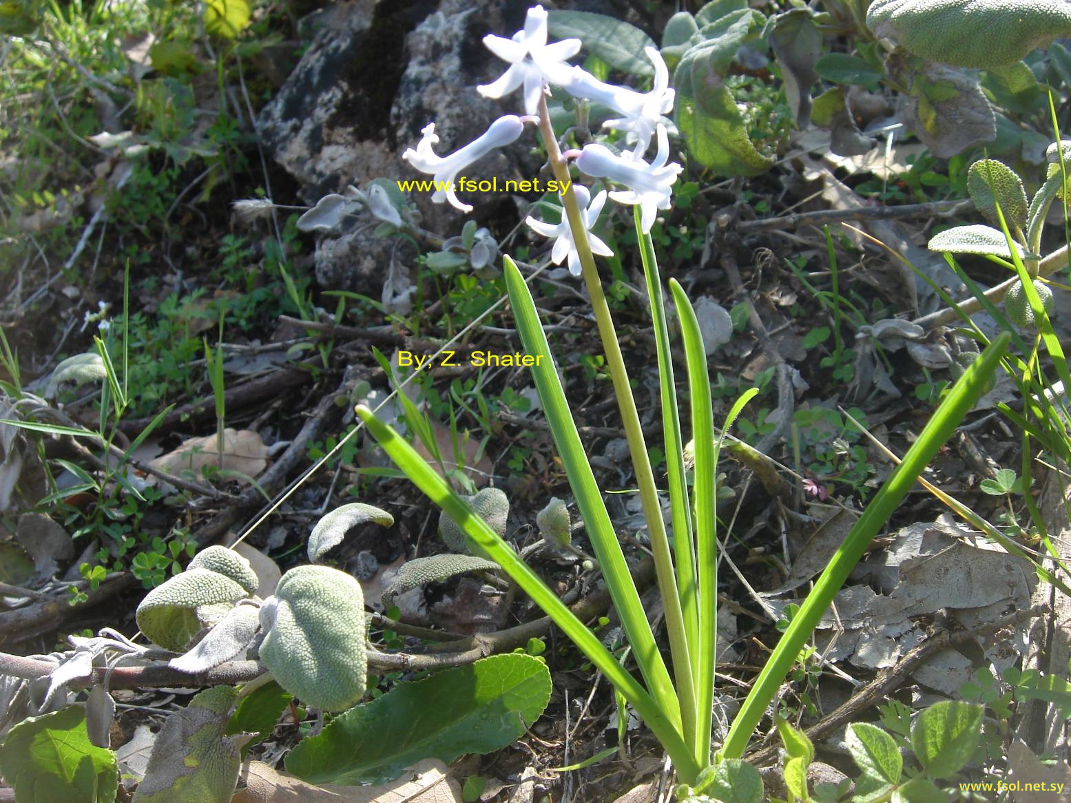 Hyacinthus orientalis L.