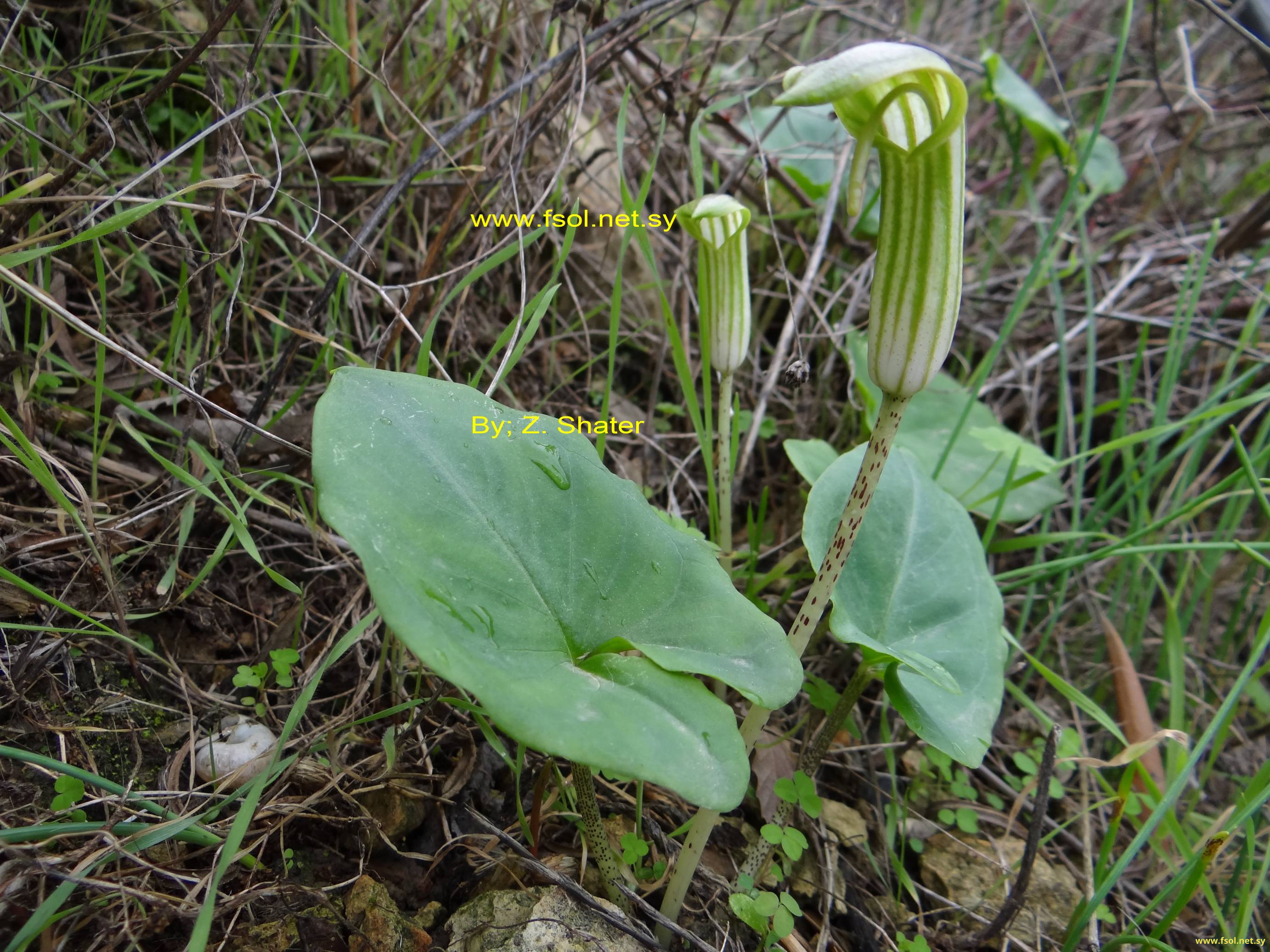 Arisarum vulgare Targ. Tozz.