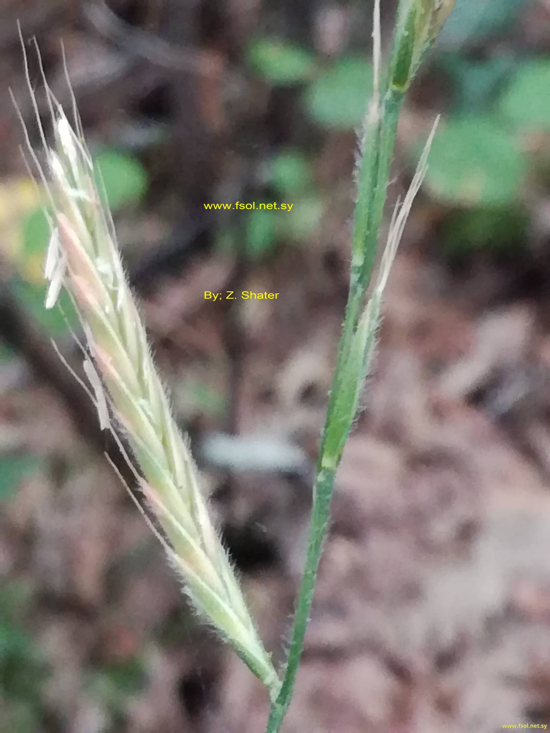 Brachypodium sylvaticum (Huds.) P. de B.