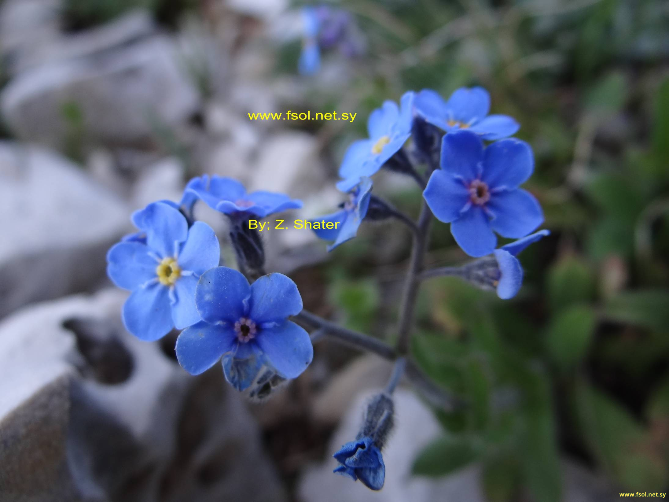 Myosotis lithospermifolia (Willd.) Hornem.