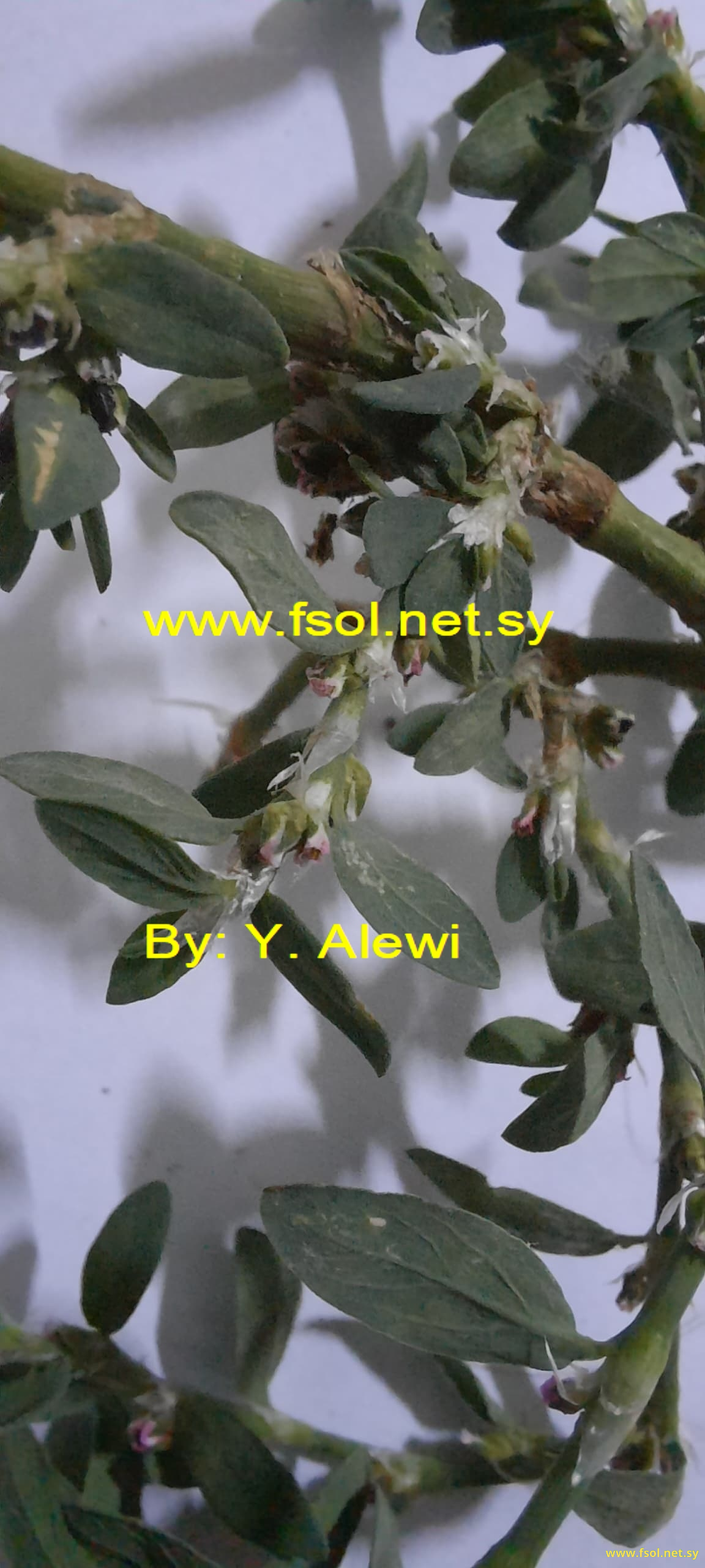Polygonum aviculare L.