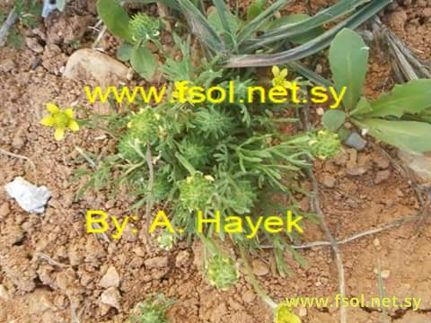 Ranunculus falcatus L.