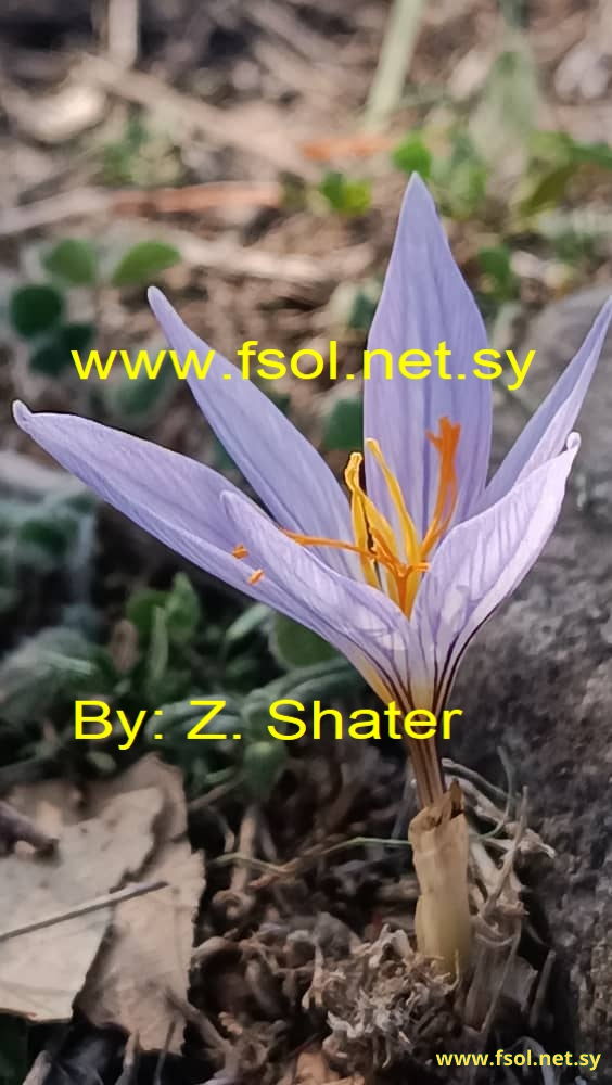 Crocus cancellatus Herbert.