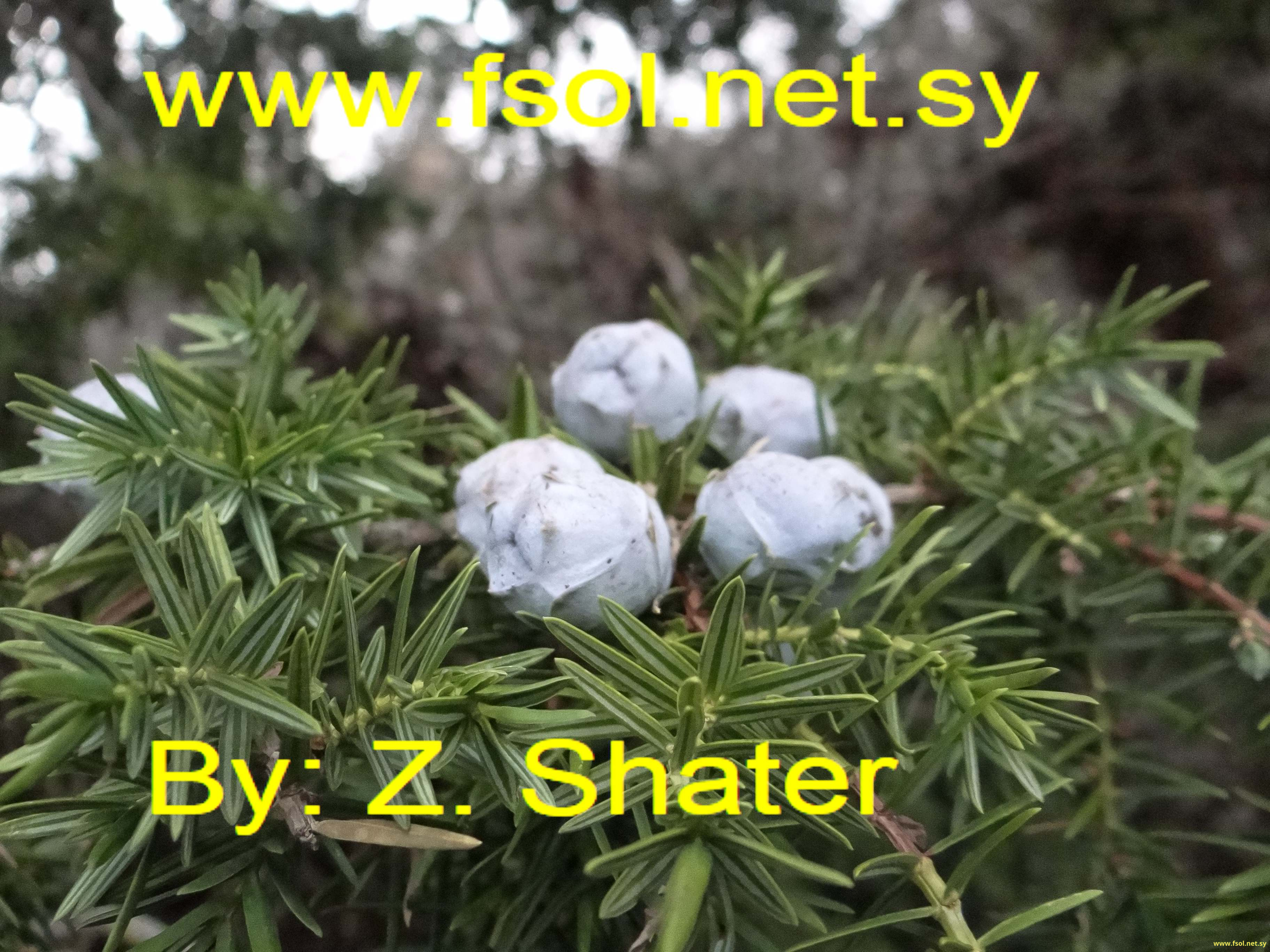 Arceuthos drupacea (Lab.) Ant. et Ky.