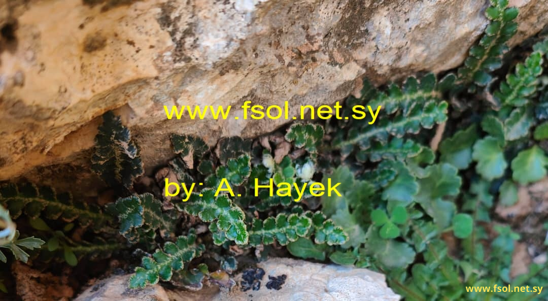 Asplenium ceterach L.
