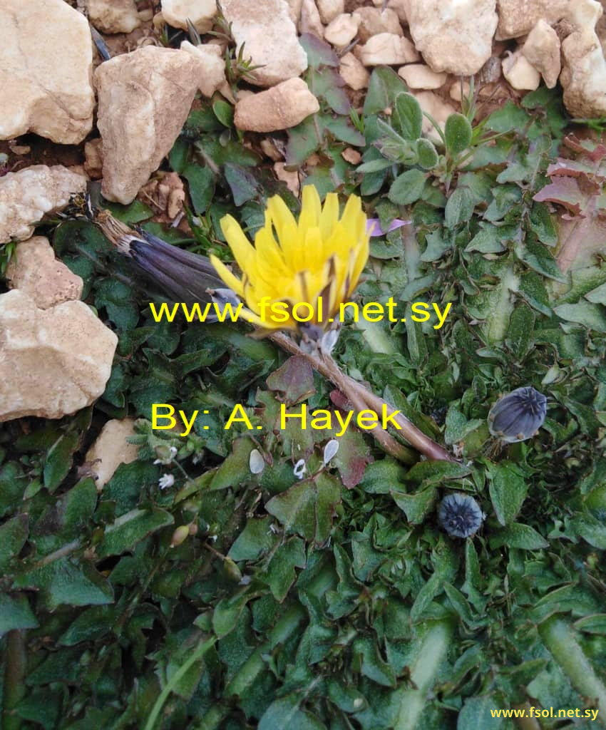 Taraxacum aleppicum Dahlstt.